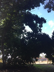 Ficus palmata