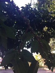 Ficus palmata