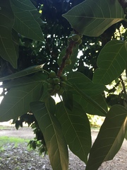 Ficus palmata