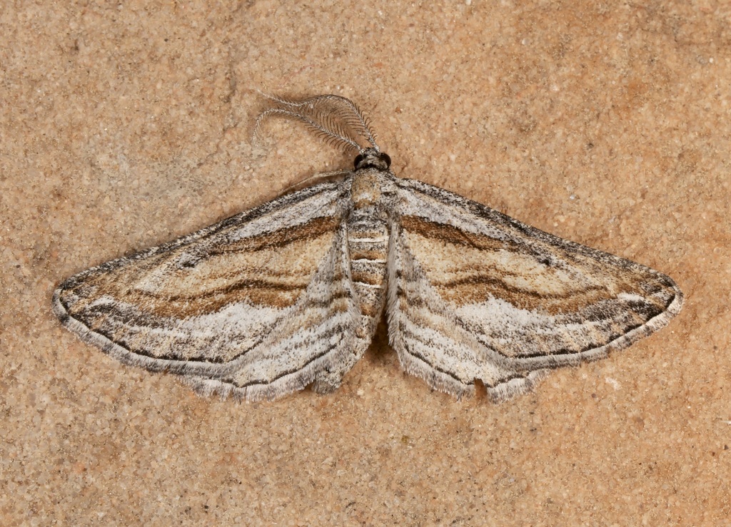 Hulstina imitatrix