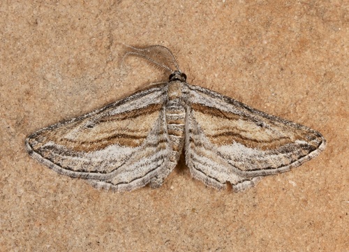 Hulstina imitatrix