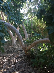 Ficus palmata