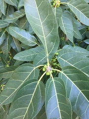 Ficus palmata