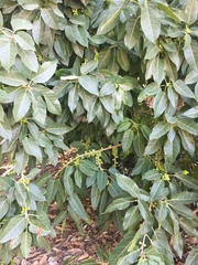 Ficus palmata