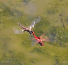 Tramea stenoloba
