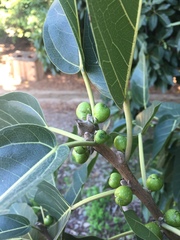 Ficus palmata