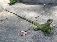 Physignathus cocincinus