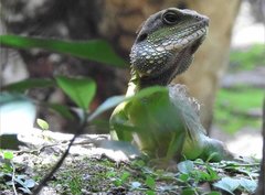 Physignathus cocincinus