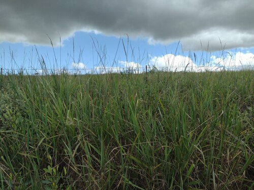 Sourgrass (Digitaria insularis)