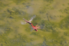Tramea stenoloba