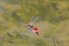 Tramea stenoloba