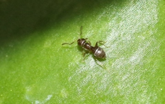 Brachymyrmex obscurior