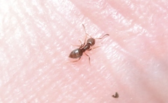 Brachymyrmex obscurior