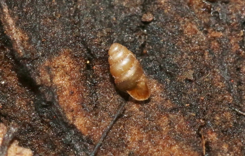 Gastrocopta observed 2018-11-15