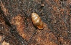 Gastrocopta servilis