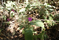 Ruellia inundata