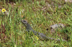 Timon lepidus ibericus