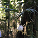 Angraecum conchiferum - Photo (c) Kyle Underwood, algunos derechos reservados (CC BY-NC), subido por Kyle Underwood