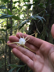 Angraecum conchiferum