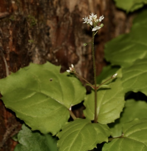 Circaea alpina iNat (2)