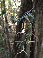 Angraecum conchiferum
