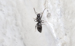 Technomyrmex albipes