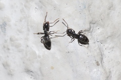 Technomyrmex albipes