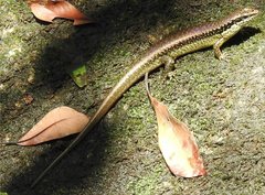 Sphenomorphus incognitus