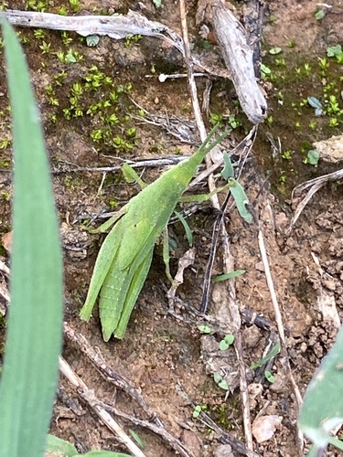 Atractomorpha crenulata