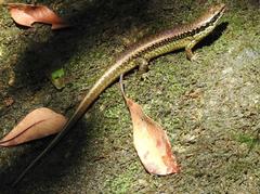 Sphenomorphus incognitus