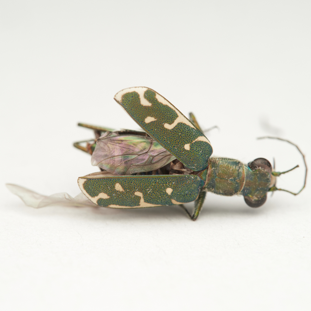 Myriochila litigiosa