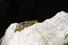 Iberolacerta monticola