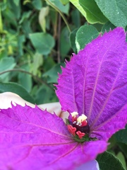 Dalechampia dioscoreifolia