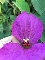 Dalechampia dioscoreifolia