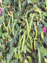 Dalechampia dioscoreifolia