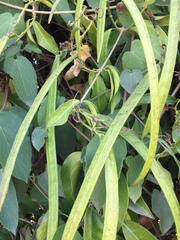 Dalechampia dioscoreifolia