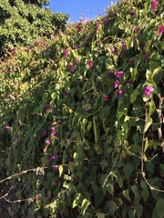 Dalechampia dioscoreifolia