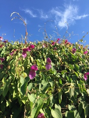 Dalechampia dioscoreifolia
