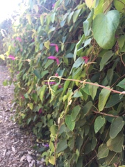 Dalechampia dioscoreifolia