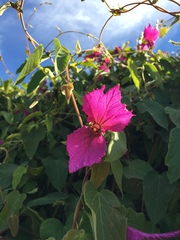 Dalechampia dioscoreifolia