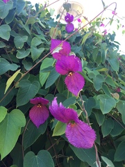 Dalechampia dioscoreifolia