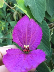 Dalechampia dioscoreifolia