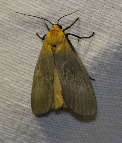Lithosia quadra