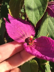 Dalechampia dioscoreifolia