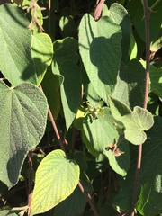 Dalechampia dioscoreifolia