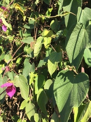 Dalechampia dioscoreifolia