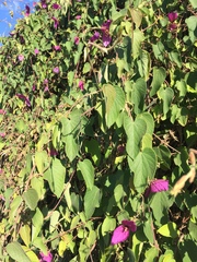 Dalechampia dioscoreifolia