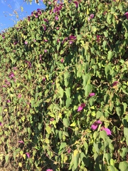 Dalechampia dioscoreifolia