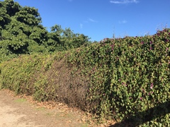 Dalechampia dioscoreifolia