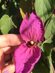 Dalechampia dioscoreifolia